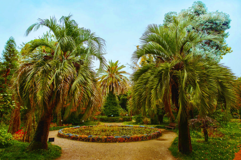 Фото Сухумского ботанического сада