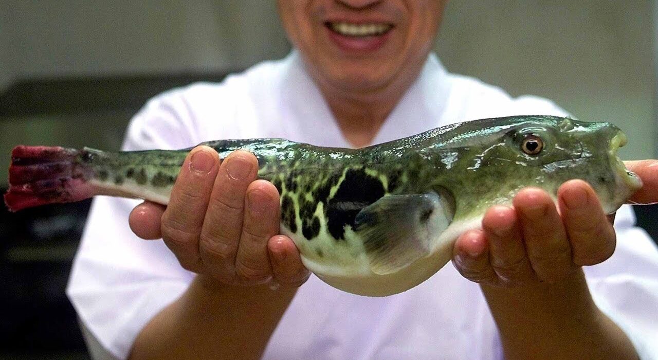 Японцы «отредактировали» опасную рыбу фугу