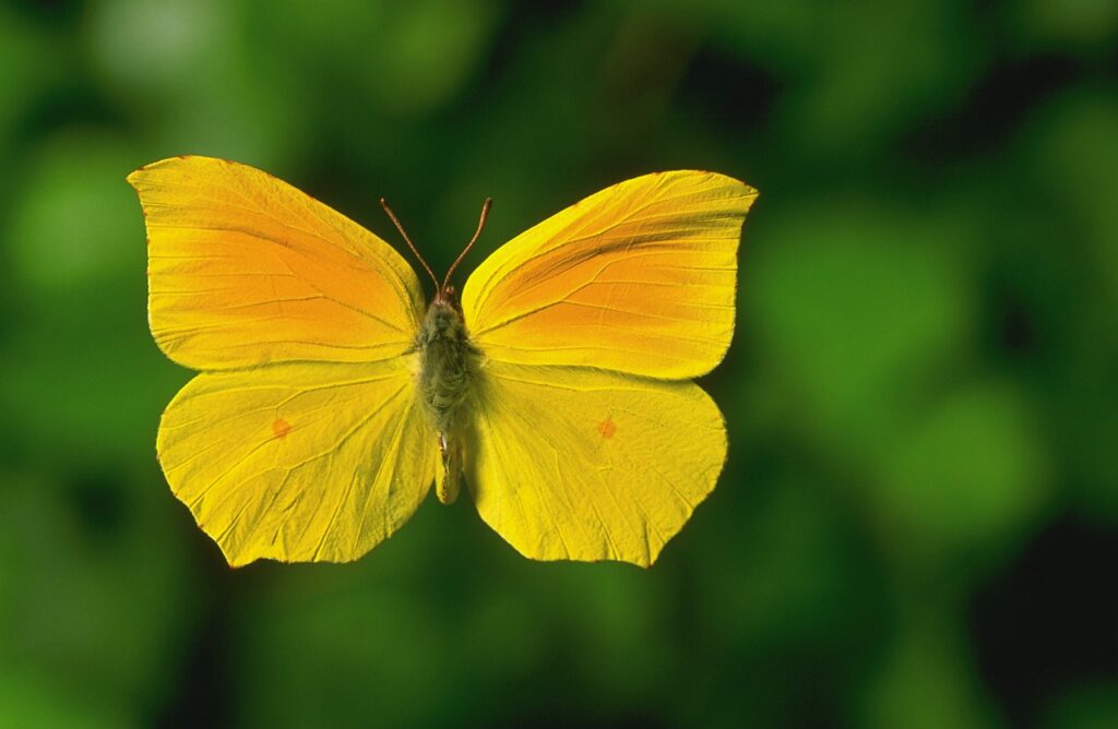 Суеверия современных жителей Японии Желтые бабочки