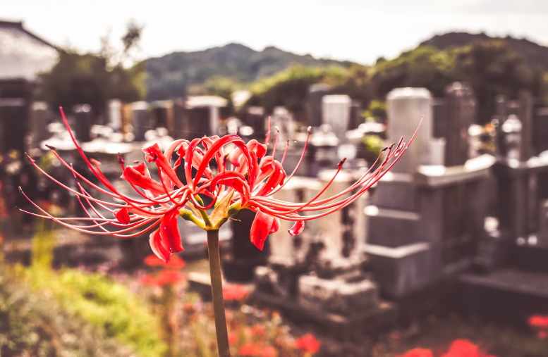 Суеверия современных жителей Японии Красные лилии