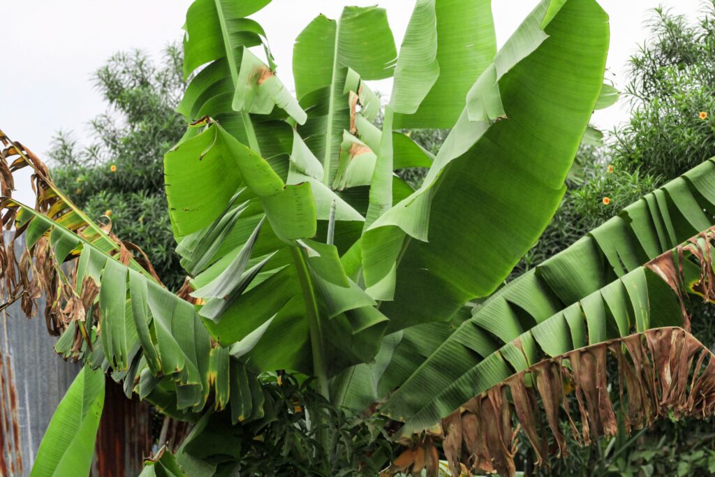 Топ-10 продуктов будущего Банановое дерево энсет