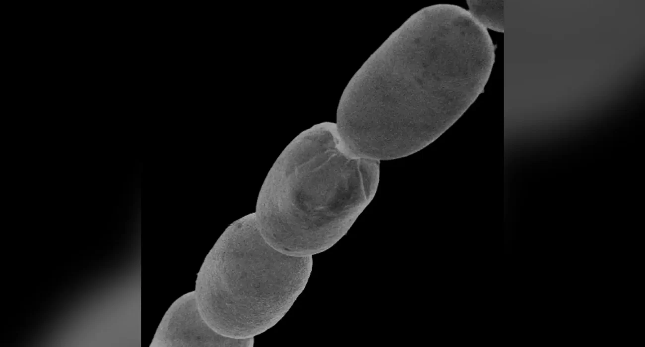 Гигантские бактерии