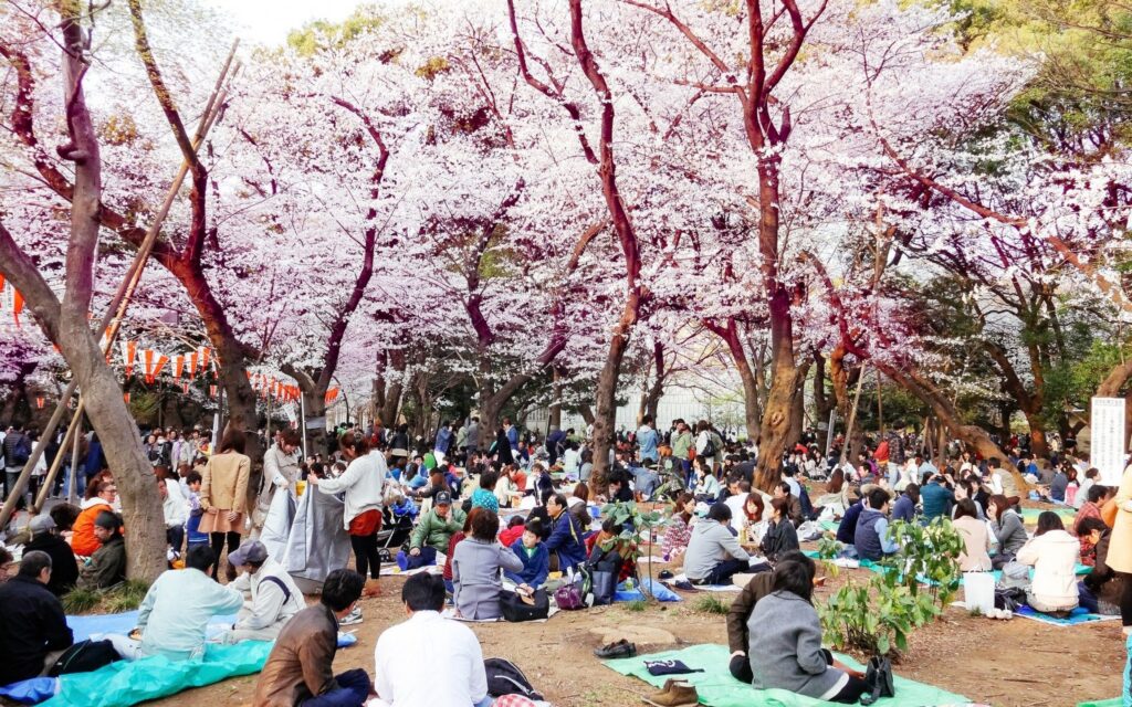 О-ханами (Праздник цветения сакуры)
