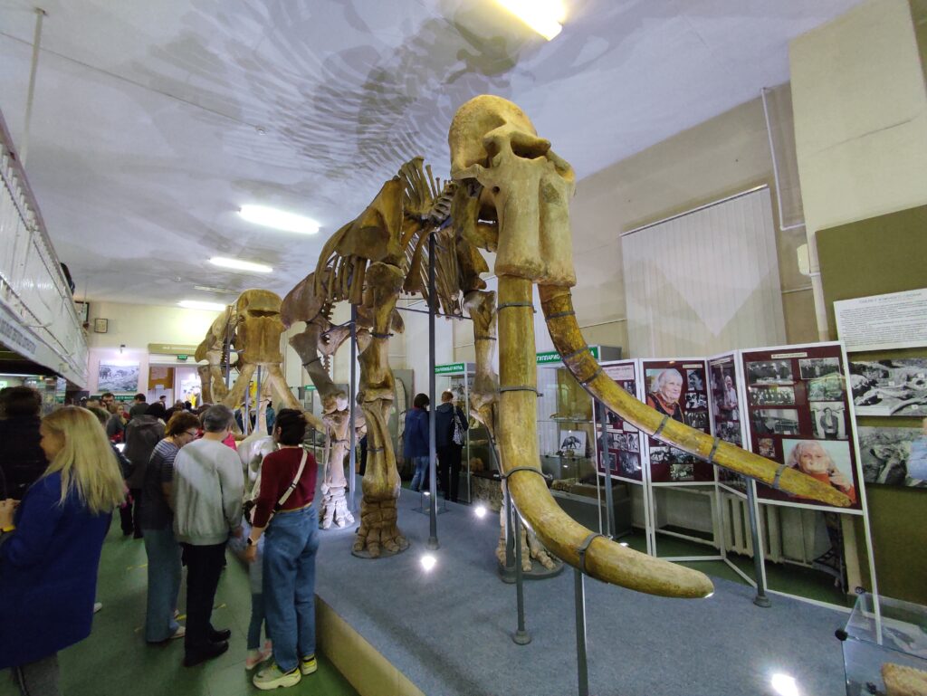 Два из пяти имеющихся в мире скелетов южного слона находятся в Ставрополе