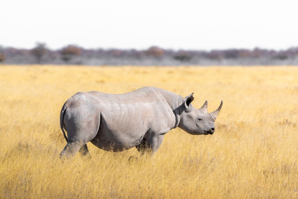 Белый носорог