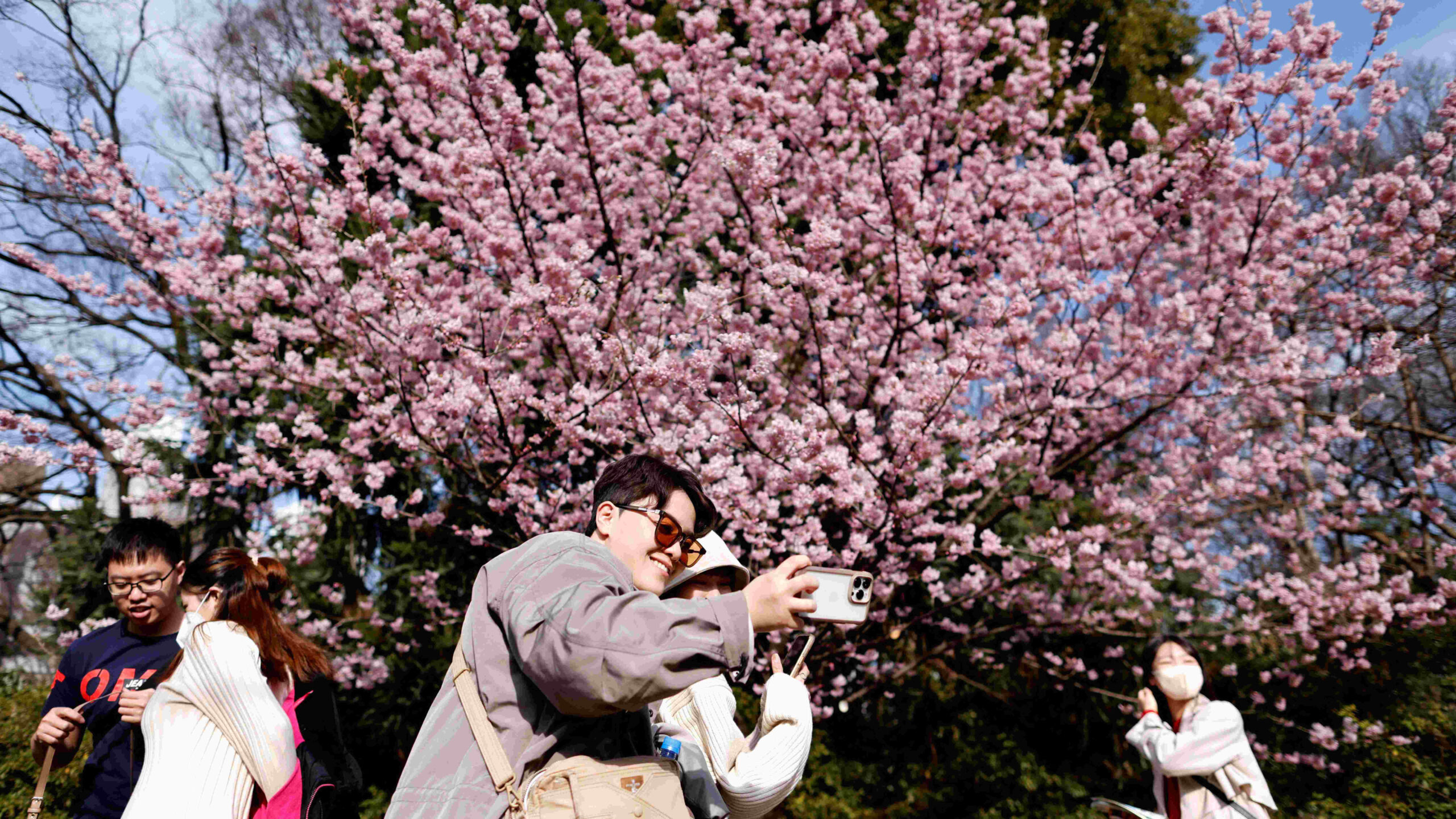 фото сакуры в цвету в японии