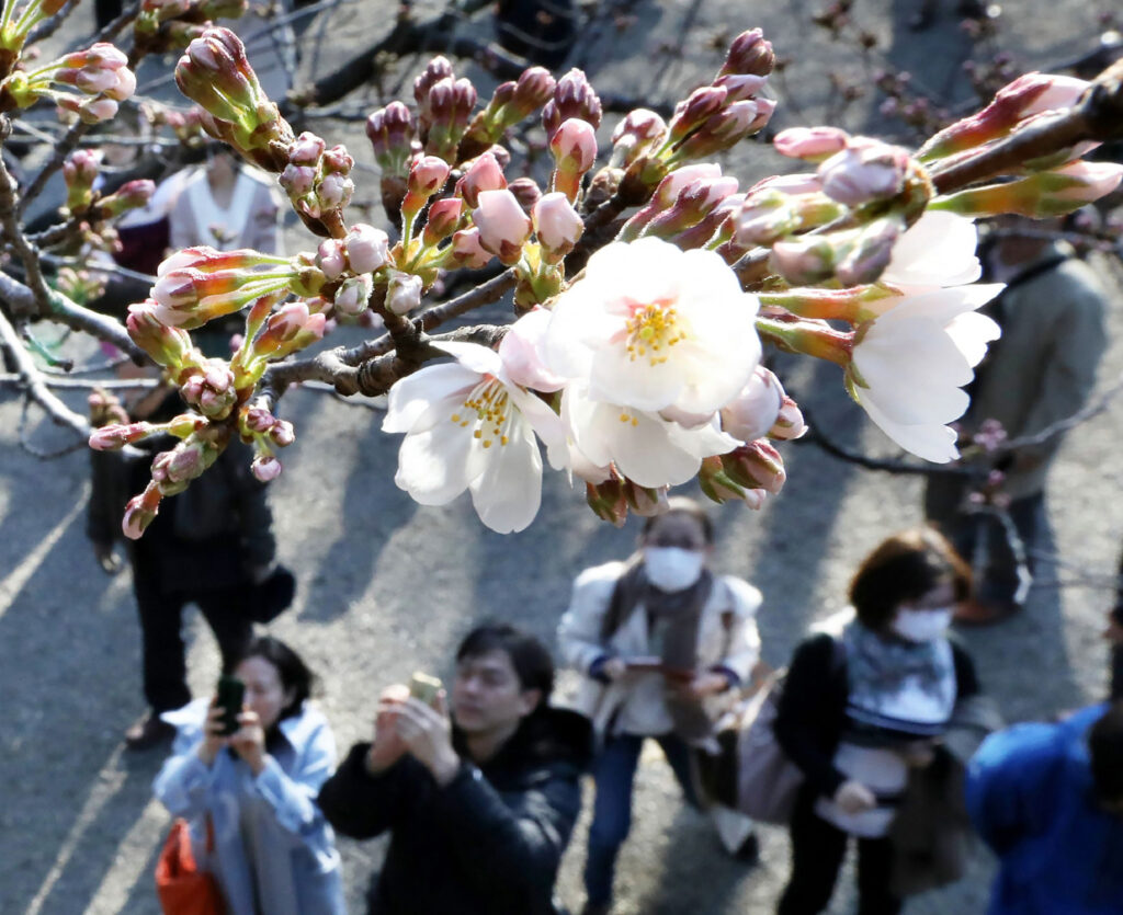 Сезон цветения сакуры