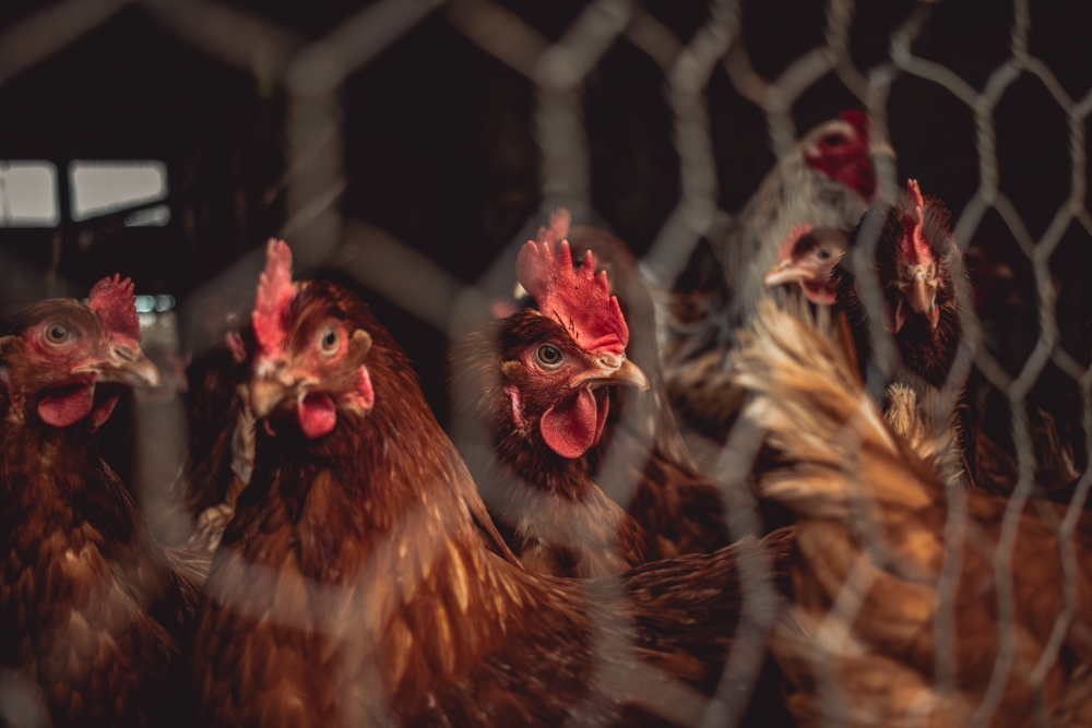 Молдова получила право экспортировать в ЕС мясо птицы и яйца категории А