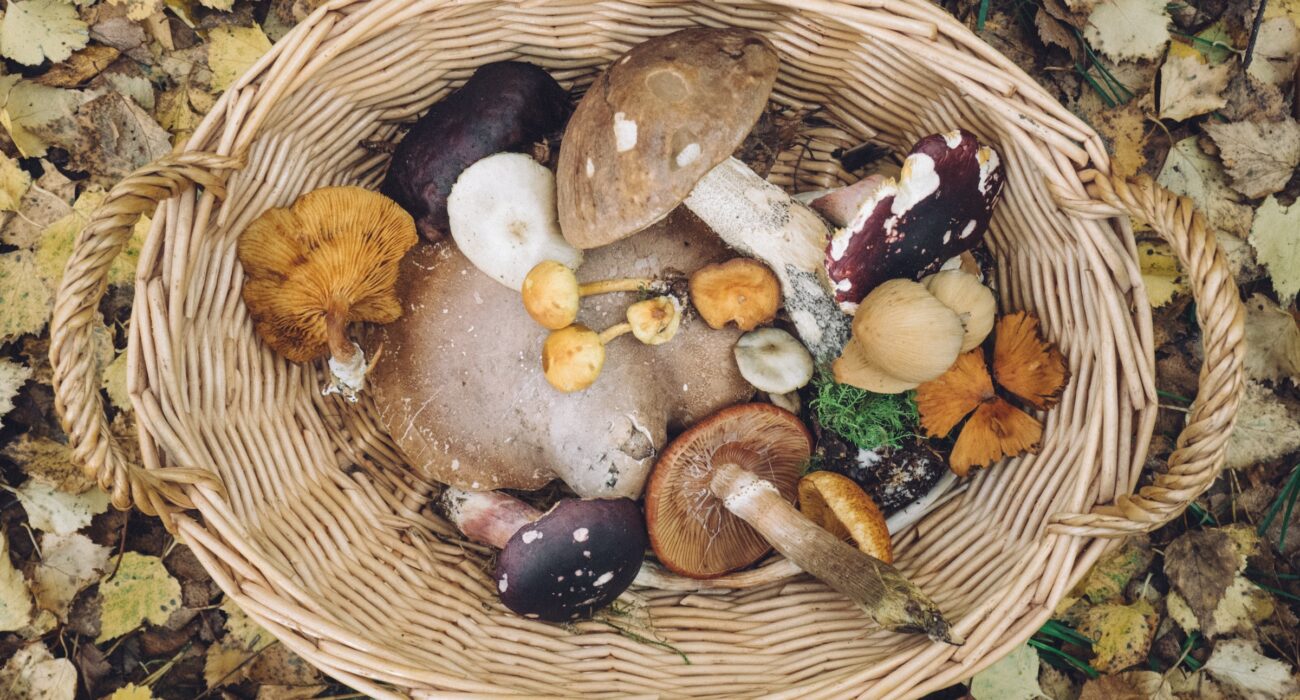 Вкусные грибные блюда - топ-14 необычных рецептов с грибами