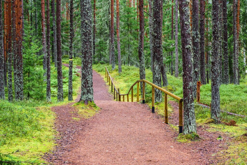 Baltic Forest Trail